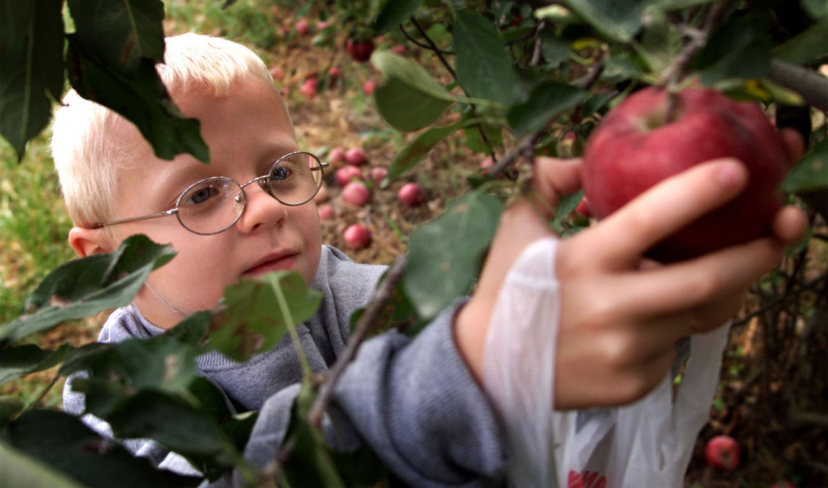 Welch's Orchard